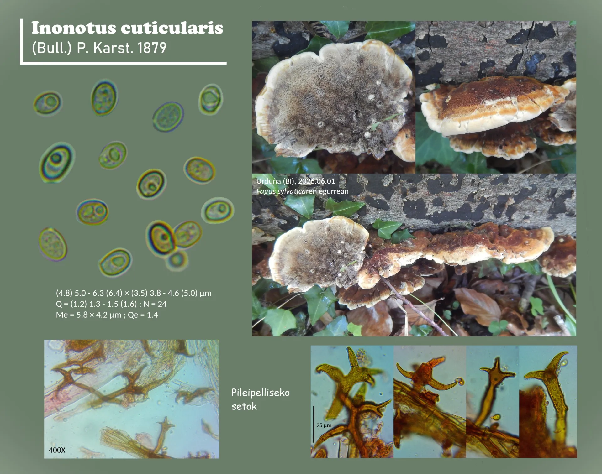 Microscopía de Inonotus cuticularis